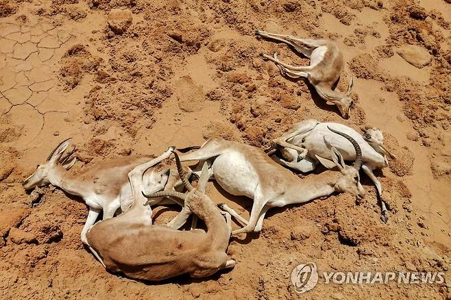 이라크 야생동물 보호구역서 죽은 가젤 (사와[이라크] AFP=연합뉴스) 지난달 27일(현지시간) 이라크 '사와 야생동물 보호구역'에서 촬영된 죽은 가젤 모습. 2022.6.19 photo@yna.co.kr [사와 야생동물 보호구역 제공. 재판매 및 DB 금지]