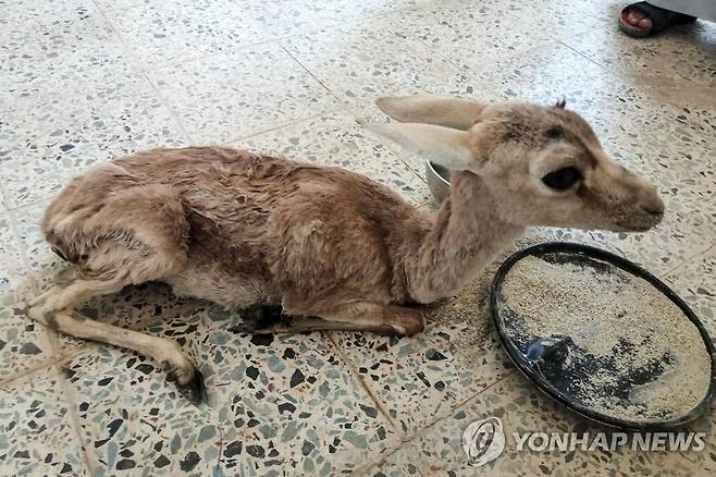 보호 당국이 제공한 먹이 먹는 새끼 가젤 (사와[이라크] AFP=연합뉴스) 지난달 27일(현지시간) 이라크 '사와 야생동물 보호구역'에서 촬영된 새끼 가젤 모습. 2022.6.19 photo@yna.co.kr [사와 야생동물 보호구역 제공. 재판매 및 DB 금지]