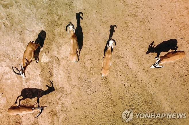 기후변화로 고통받는 이라크 가젤 (사와[이라크] AFP=연합뉴스) 지난 8일(현지시간) 이라크 '사와 야생동물 보호구역'에서 가젤이 먹이를 찾아다니고 있다. 2022.6.19 photo@yna.co.kr