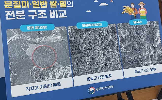 ▶분질미는 밀가루와 입자 구조가 비슷해 가루형태로 활용하기에 적합하다는 농림축산식품부의 발표 내용.