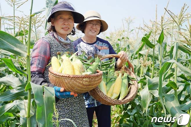 해남군 산이면 대진리 김영동 농가에서 초당옥수수를 수확하고 있다.© 뉴스1