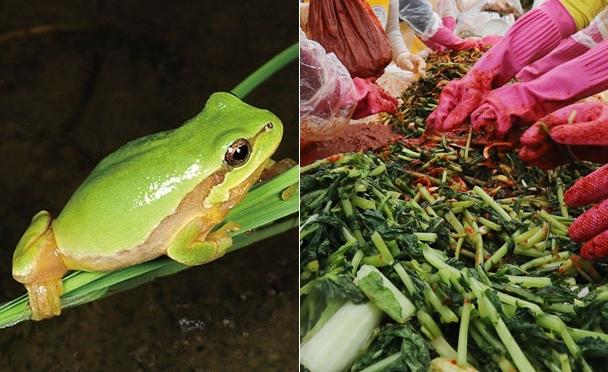 멸종위기종인 수원청개구리(왼쪽)와 열무김치 김장을 하고 있는 모습. 사진은 기사의 내용과 무관하다. 국립환경과학원, 뉴스1