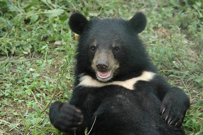 반달가슴곰 (국립공원공단 제공)© 뉴스1