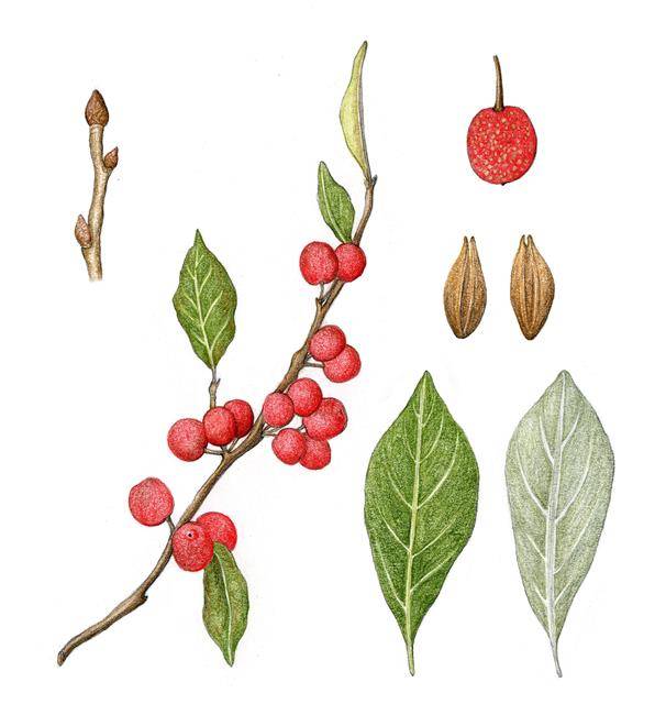 국내 자생 보리수나무(그림)는 5월 꽃이 피고 9월에 열매를 맺는다. 그러나 과일로 유통되는 보리수는 왕보리수와 뜰보리수를 개량한 것이며, 6월 열매를 맺는 것은 뜰보리수다.