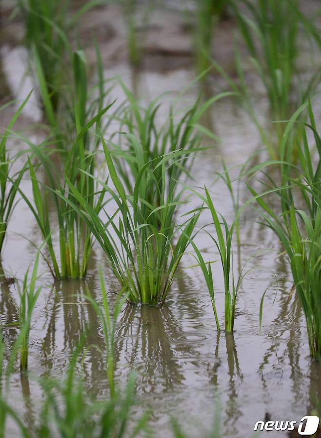 전국적으로 장마가 시작된 23일 오후 논에 장맛비가 내리고 있다. © News1 김영운 기자