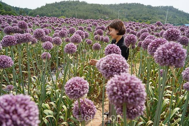 송지면 산정마을에 만개한 보라빛 코끼리 마늘꽃 이색적