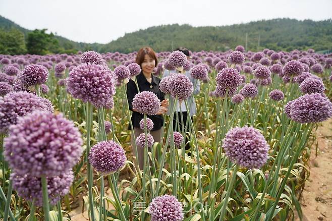 송지면 산정마을에 만개한 보라빛 코끼리 마늘꽃 이색적