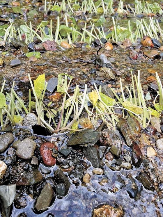 계곡의 물 흐르는 모래밭에 포기를 나눠 심은 와사비. [사진 김민성]