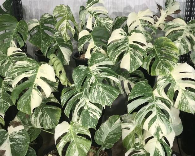 방 한켠을 가득 메운 A씨의 몬스테라 알보들