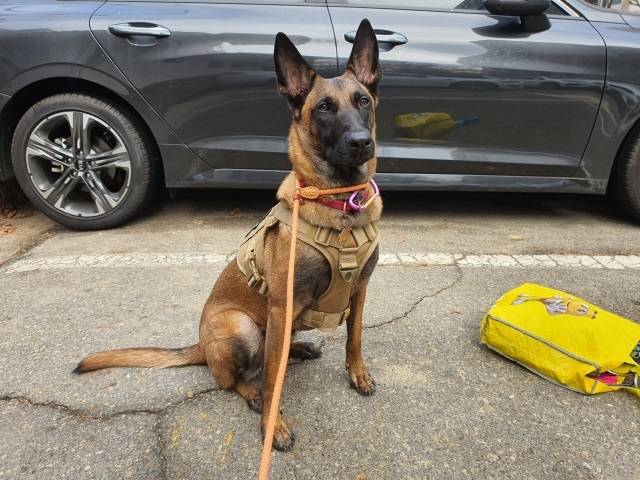 육군 군견훈련소 능력 평가에서 탈락해 관리견으로 분류, 민간 분양된 벨기에 말리노이즈 ‘도원이’의 모습. 김주영씨는 2020년 11월 육군 군견훈련소에서 ‘도원이’를 입양해 ‘좋은일’이라는 새 이름을 붙여줬다. 김주영씨 제공