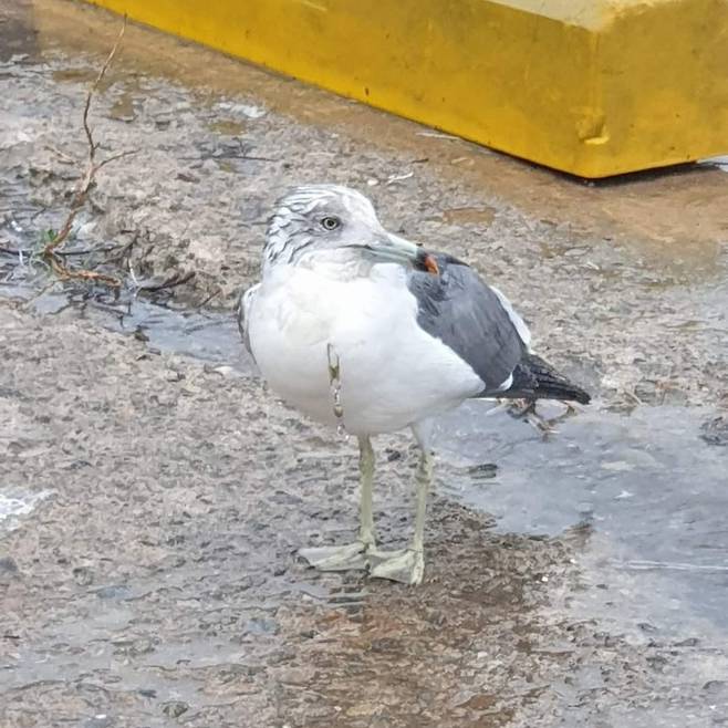 낚싯줄에 걸린 갈매기 [낚시하는 시민연합 제공]