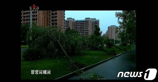 북한 평양 등 서해안 일대에 25일 강한 바람이 불고 폭우가 쏟아져 가로수가 쓰러지는 등의 피해가 발생했다. (조선중앙TV 캡처) © 뉴스1