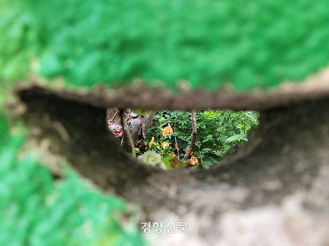 적산가옥 안쪽 마당에 26일 또다른 능소화나무가 서 있다. 김현수 기자