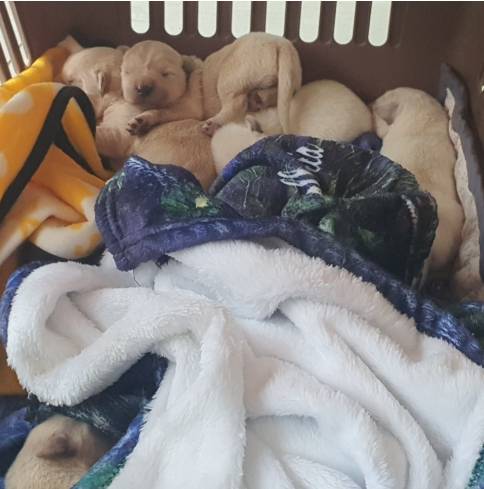 마취총 주사에 맞아 고통스러운 와중에도 출산했고, 새끼들을 돌보고 있었단다./사진=동물자유연대