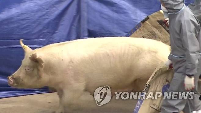 돼지구제역 백신접종 [연합뉴스 자료사진. 재판매 및 DB 금지]
