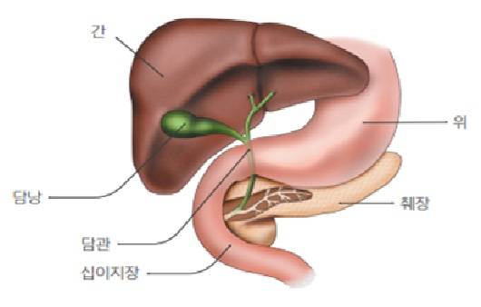 췌장ㅣ출처: 늘속편한내과의원