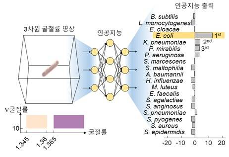 아이디어 모식도. 3차원 굴절률 영상을 학습시킨 인공지능 알고리즘에 입력해 학습 데이터베이스 상 가장 유사한 균종으로 식별한다.(KAIST 제공) © 뉴스1