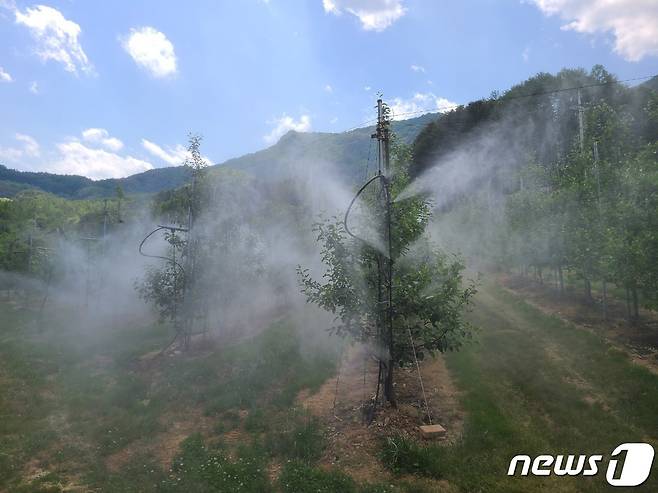 강원 평창군 사과농가 원격 병해충 방제 자료사진. (평창군 제공) 2022.6.27/뉴스1
