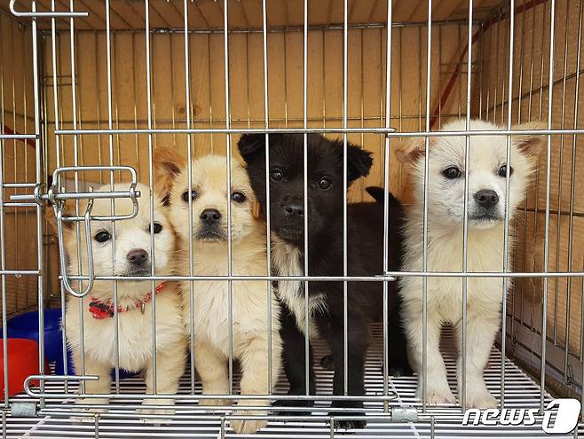 용인시에서 구조된 강아지들(용인시 제공) (사진은 기사 내용과 무관함) / 뉴스1 © News1