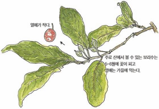 우리 주변 식물들의 비밀 이야기