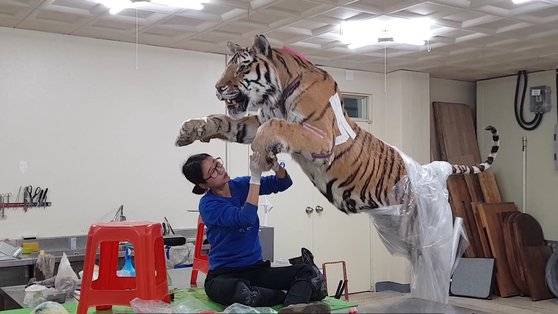 가죽 씌우기 과정을 작업하는 윤지나 박제사. 고도의 집중력이 필요하며 호랑이의 경우 한 마리에 7~10일 정도 소요된다.