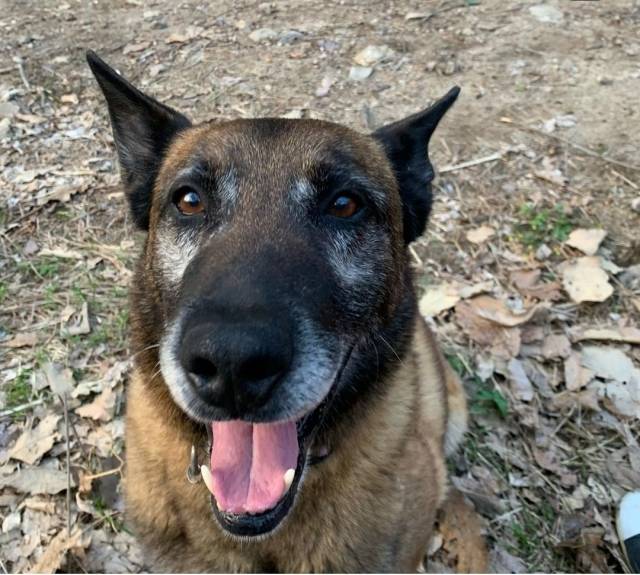 군견에서 퇴역한 벨기에 말리노이즈 ‘유천’이의 모습. 2018년 퇴역견을 입양해 돌봤던 조정아씨는 그 퇴역견의 새끼들인 ‘유이’와 ‘유천’이 지난해 퇴역 후 분양 대상에 오르자 지난 2월 육군 훈련소를 통해 입양했다. 조정아씨 제공