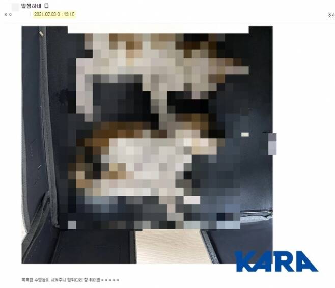 지난해 7월 온라인 커뮤니티 디시인사이드에는 새끼 고양이 두 마리를 물에 빠뜨리고 던진 사진이 올라왔다. 서울 마포경찰서가 작성자를 추적했지만 작성자가 VPN을 쓴 탓에 특정하지 못하고 수사를 종결했다./사진제공=동물권단체 카라