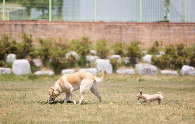 (임실)오수의견관광지 반려견 놀이터에서 뛰어노는 강아지들 [정은주 작가]