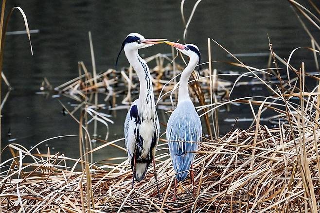 사랑의 입맞춤. 거칠고 난폭한 호수의 깡패라고 여기던 왜가리에 대한 인상을 바꾸게 된 그들의 다정한 입맞춤 장면입니다. 여러 차례 집짓기 재료를 물어 와 입에서 입으로 전달해 집을 지은 뒤 다정한 몸짓으로 상대방의 몸을 어루만지고 나서야 이루어지는 입맞춤. 의외로 여러 절차를 거쳐 이루어지지만, 그렇다고 바로 짝짓기로 이어지지도 않는 사랑의 과정입니다. 마치 다정한 연인들처럼 진지하고 감미로움이 묻어나는 순간입니다.