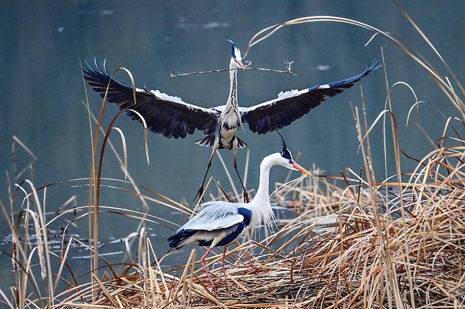 둥지재료 물어오기. 멀리서 물고 온 집짓기 재료인 나뭇가지를 입에서 입으로 전달하기를 반복하다가, 서로 마주 보고 서서 상대의 몸 여기저기를 부리로 쓰다듬습니다. 그러기를 몇 차례, 마침내 입맞춤에 이어 나란히 서서 한 방향을 바라봅니다. 그리고 수컷이 암컷 등에 한 다리를 올려 거부하지 않으면 두 다리를 모두 올려 날개로 균형을 잡은 뒤 몸을 낮추어 짝짓기를 시작합니다. 암컷이 목을 길게 앞으로 뻗으며 절정의 순간이 지나면 수컷은 몸을 일으켜 내려옵니다.