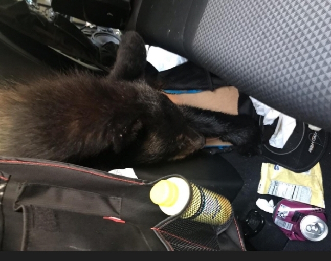 지난 24일(현지시각) 미국 테네시주 녹스빌에서 음식물을 찾으러 차 안에 들어갔다가 문이 닫혀 폭염에 질식사한 흑곰의 모습. 미국 테네시주야생자원청(TWRA) 사회관계망서비스(SNS) 캡처
