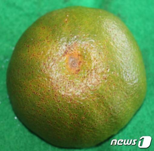 노지감귤에 발생한 검은점무늬병.(제주도농업기술원 제공)© 뉴스1