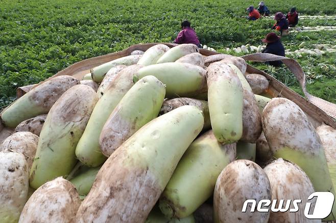 제주 서귀포시 성산읍 한 무밭에서 농부들이 월동무를 수확하고 있다(뉴스1DB) © News1 이석형 기자