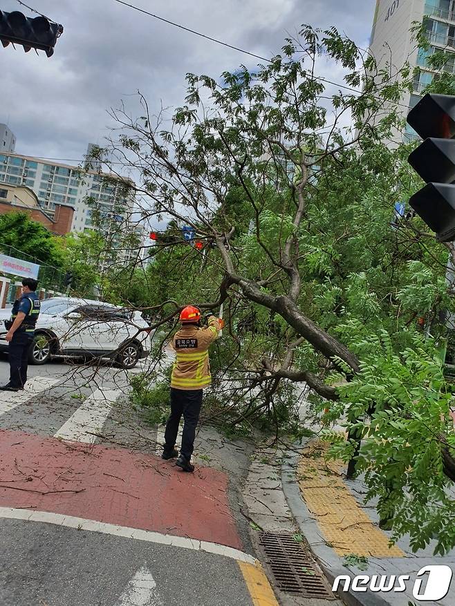 28일 오전 11시27분쯤 충북 청주시 서원구 분평동 원평중학교 인근 도로에서 가로수가 쓰러져 119구조대가 안전조치를 하고 있다.(청주서부소방서 제공).2022.6.28/© 뉴스1