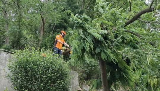 도로에 나무가 쓰려져 소방동국이 출동해 안전조치를 하고 있다. 사진=충남소방본부 제공