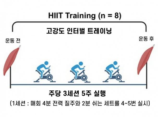 HIIT의 효과를 알아보는 실험에서 즐겨 쓰는 운동이 실내 자전거 타기다. HIIT가 근육 세포의 단백질 양과 활성에 미치는 영향을 알아본 실험의 경우 주당 3세션(매회 4분 전력 질주와 2분 쉬는 세트를 4~5번 실시) 5주 동안 실행한 뒤 근육 시료를 채취해 운동 전후 변화를 살폈다. 이라이프 제공