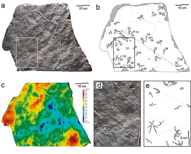 전남대 연구팀이 화순 서유리 공룡화석지에서 발견한 익룡 발자국 화석. 이곳에서는 350여개의 발자국이 발견돼, 익룡의 군집생활이 증명됐다. 전남대제공.