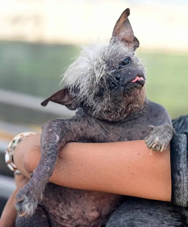 주인에게 안겨 있는 강아지 해피페이스. 게티이미지