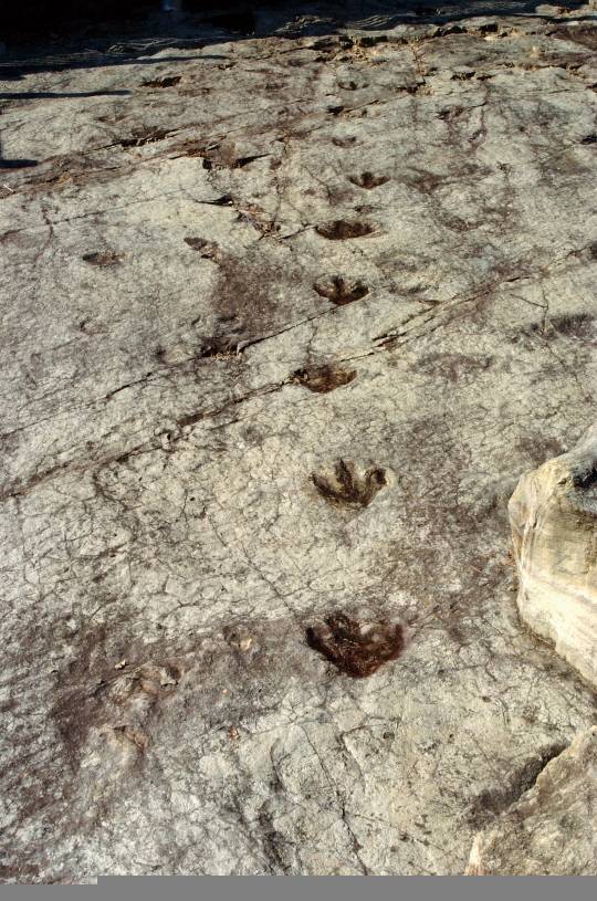 서유리 화석지 공룡발자국 : 전남 화순군 서유리 화석지에서 발견된 공룡발자국. 전남대 제공