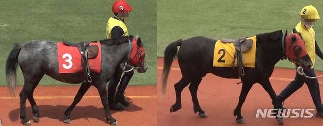 [제주=뉴시스] 사진 왼쪽은 '가왕신화'(4·암), 오른쪽은 '아라장군'(7·거) 모습. 두 말의 모질(毛質)이 확연히 비교된다. (한국마사회 영상 캡처)