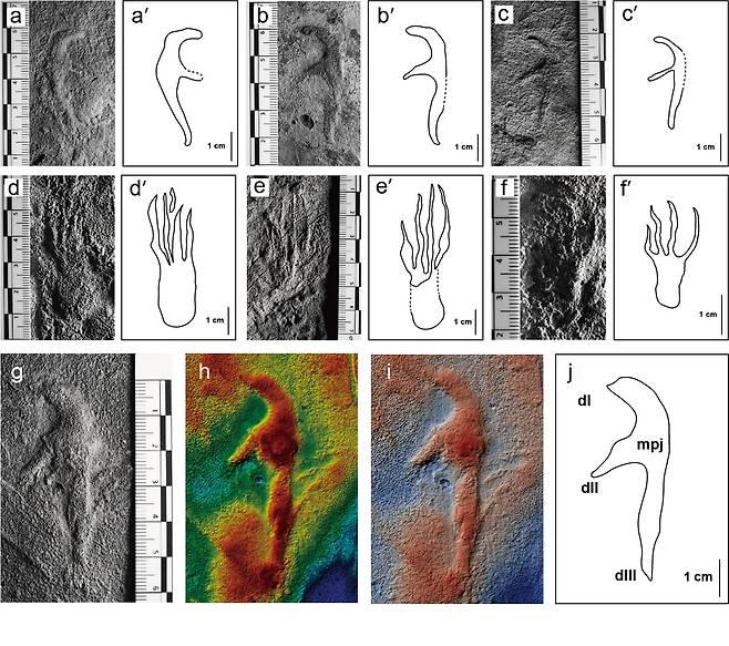 익룡 발자국 화석 [전남대 제공.재판매 및 DB금지]