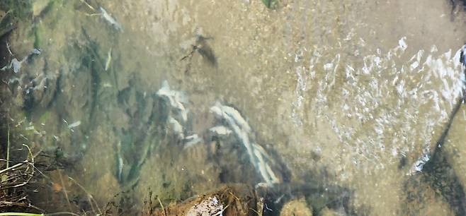 안산 신길천서 떼죽음당한 미꾸라지 [독자 제보]