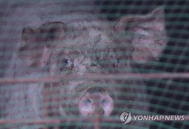 양돈농가 [연합뉴스 자료사진]