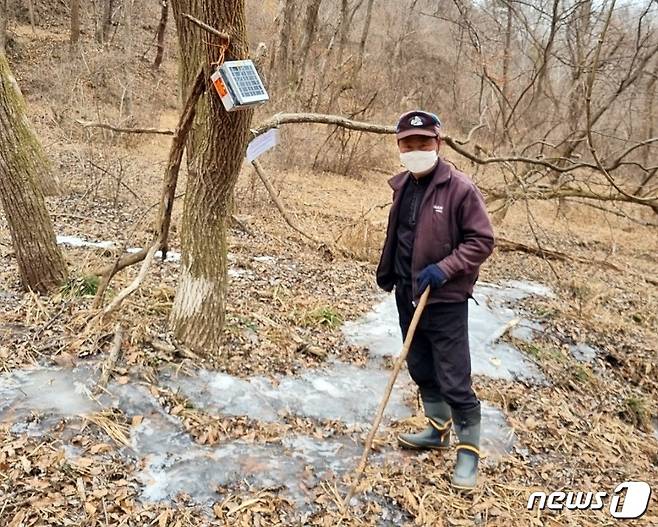 증평군이 아프리카돼지열병(ASF) 차단을 위해 포획활동에 나섰다.(증평군 제공) (사진은 기사 내용과 무관함) / 뉴스1 © News1