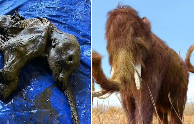 왼쪽은 캐나다 영구동토층에서 발견된 3만년 전 새끼 털복숭이 매머드 미라, 오른쪽은 털복숭이 매머드 상상도