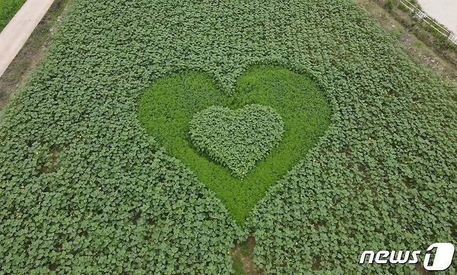 보길도 세연정 정자 뒤편에 조성된 하트 모양의 포토존© 뉴스1