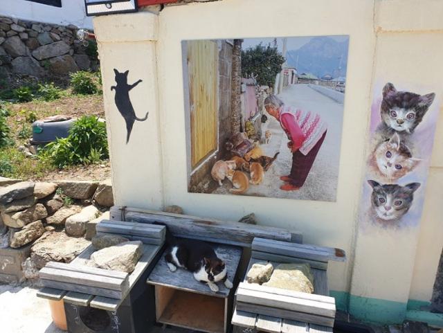 쑥섬이 '고양이 섬'으로 알려진 뒤 청년 예술가 등이 현장을 찾아 벽화를 그려놓는 등 섬의 이미지가 달라졌다. 동물구조119 제공