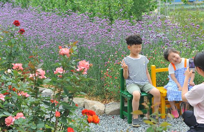 달빛여행정원에 핀 버들마편초 / 사진제공=담양군청