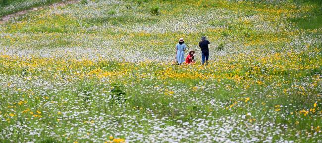 하이원리조트 밸리허브 부근의 꽃밭. 슬로프 가득 샤스타데이지와 금계국이 만발했다.