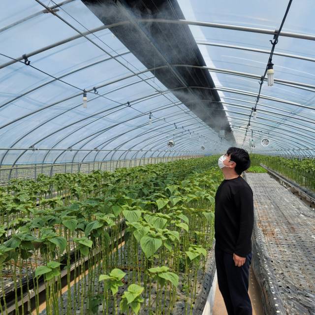 ▲산청군 생초면에서 들깨잎 양액재배 중인 정승민 청년 농업인ⓒ산청군